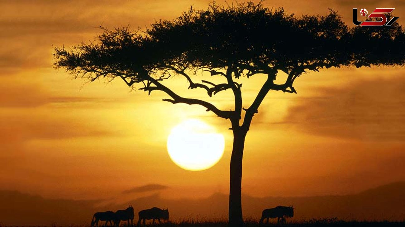 عکسهایی بسیار دیدنی از حیات وحش زیبا و بی نظیر آفریقا