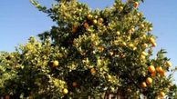 درختی عجیب که میوه اش الکل تولید می کند! +عکس و فیلم