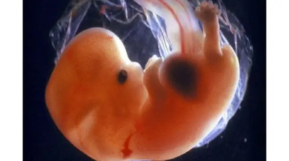 شانس لانه گزینی برای تخمک های اهدایی چقدر است؟