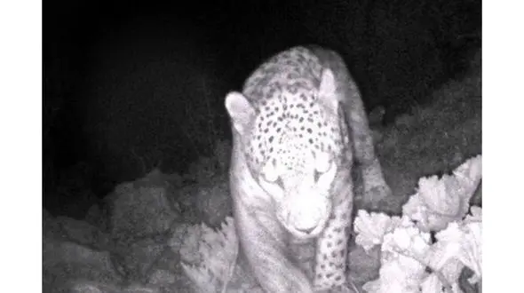 پلنگ ایرانی در زرین‌آباد دهلران دیده شد