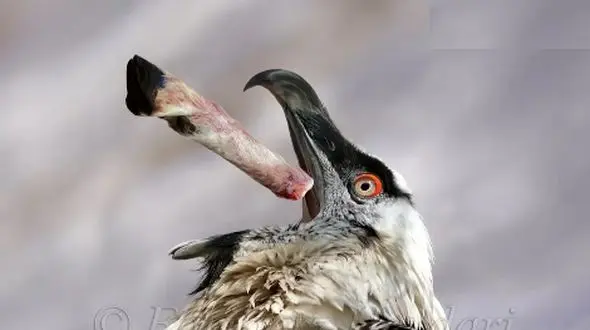 فیلم / نمایش هما با یک لقمه استخوان؛ حقیقت یا افسانه؟ همین حالا ببینید!