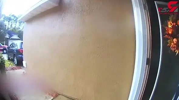 بازگشت از مرگ توسط 2 سگ باهوش+ فیلم 