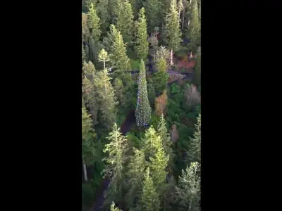 قدبلندترین درخت کریسمس جهان رونمایی شد! / فیلم