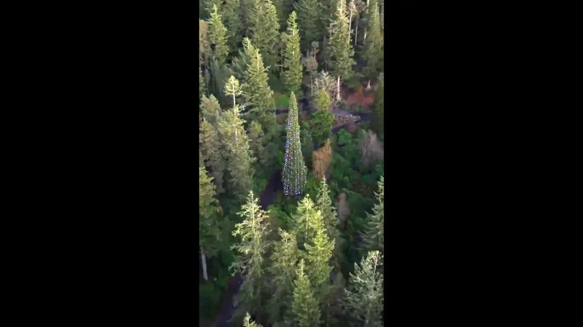 قدبلندترین درخت کریسمس جهان رونمایی شد!