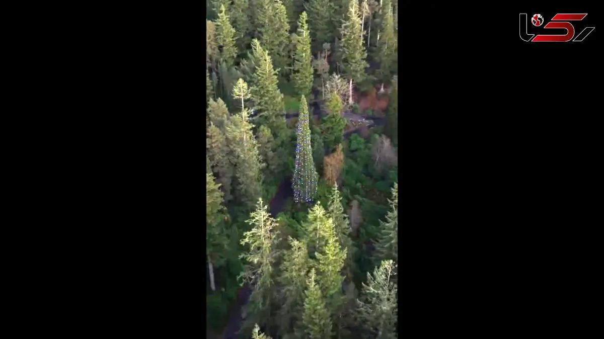 قدبلندترین درخت کریسمس جهان رونمایی شد! / فیلم