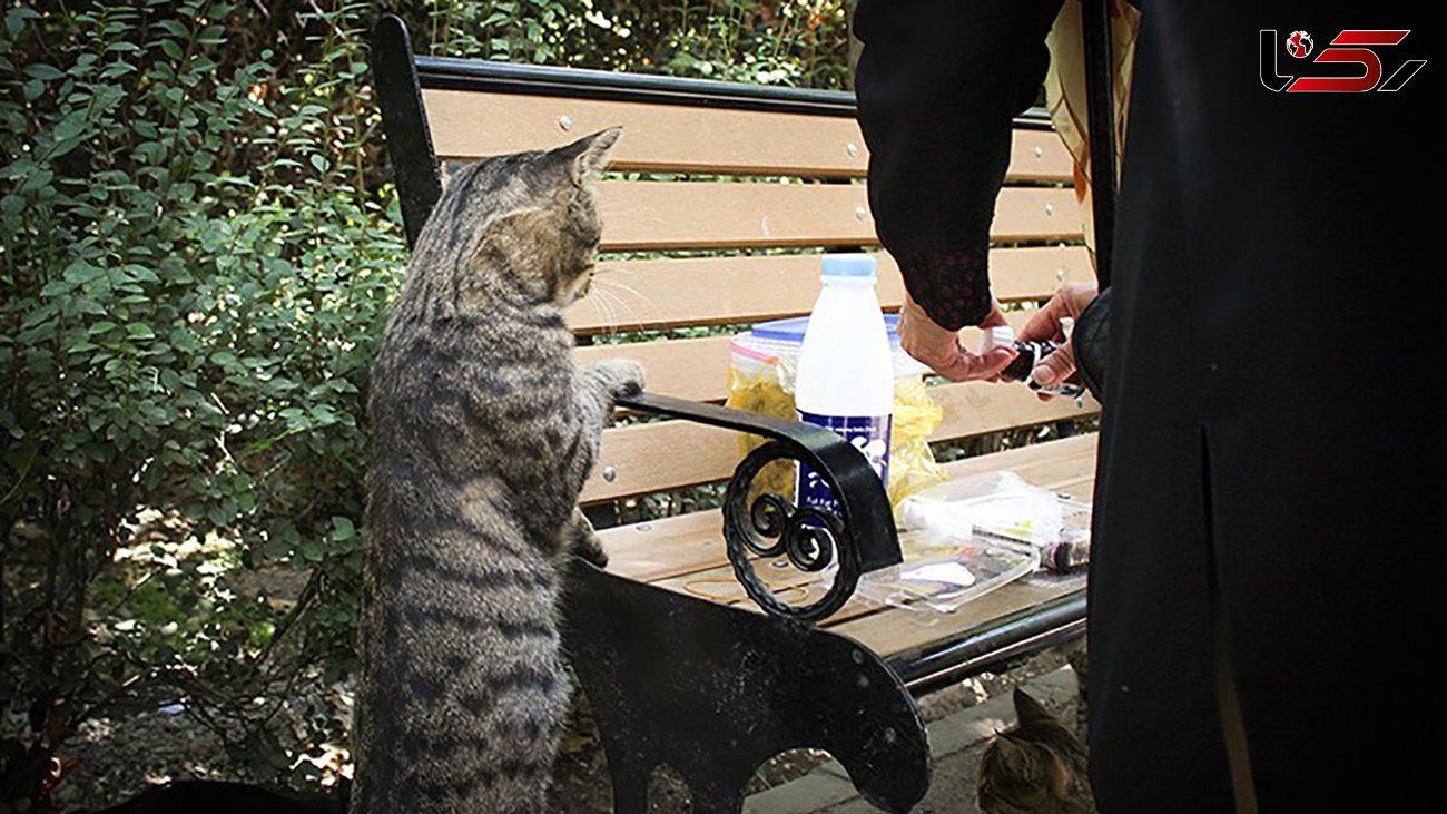 گربه های شهری می توانند هاری منتقل کنند / جای خالی آگاهی رسانی در غذارسانی به حیوانات بلاصاحب در کشور 