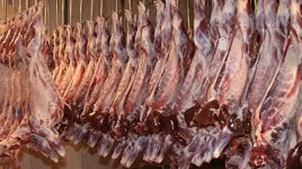 آغاز توزیع گوشت گرم گوسفندی وارداتی