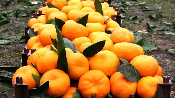 کاهش کلسترول خون بدون دارو؛ فقط با این میوه