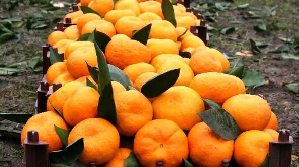 کاهش کلسترول خون بدون دارو؛ فقط با این میوه
