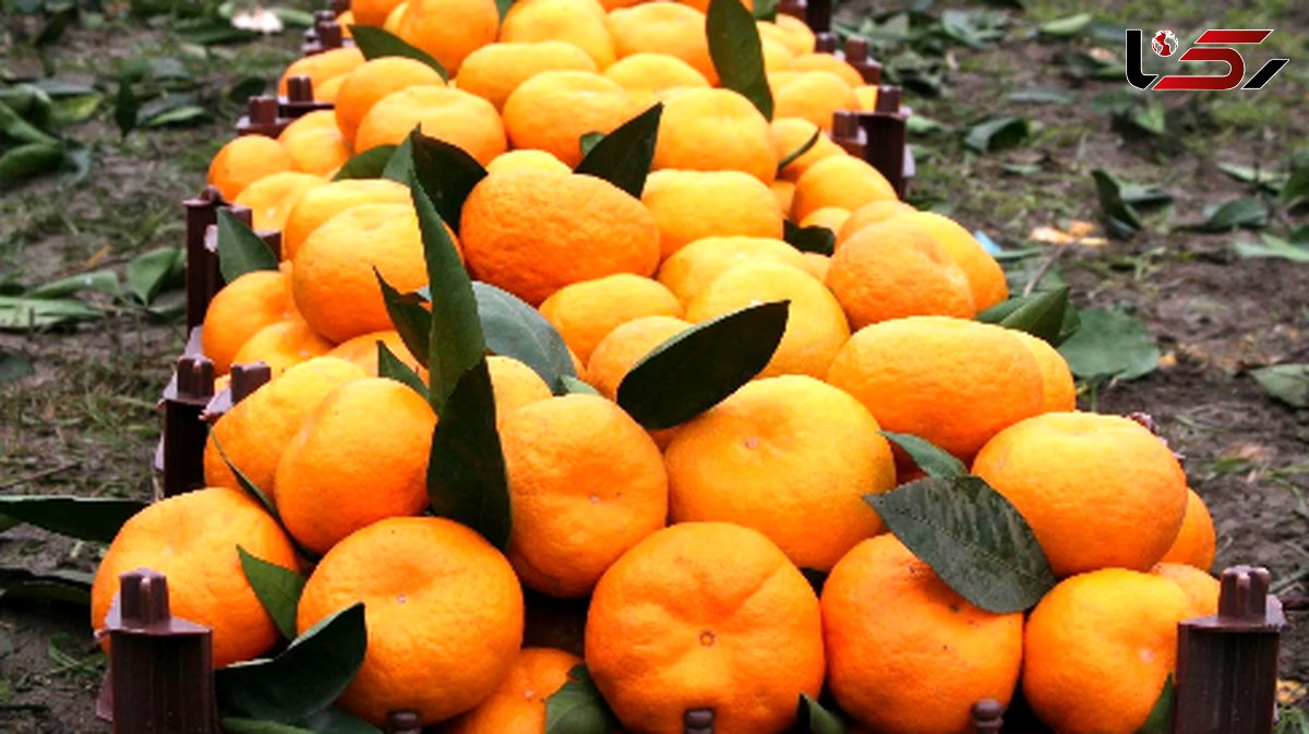 کاهش کلسترول خون بدون دارو؛ فقط با این میوه