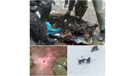 عکس تلخ از کشته شدن خرس قهوه ای در کرج / گلوله جانش را گرفت