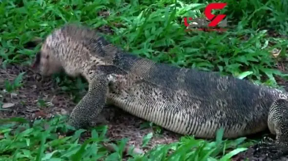 لاک پشت خوش شانس لقمه گلوگیر سوسمار بزرگ شد!+فیلم لحظه شکار لاک پشت