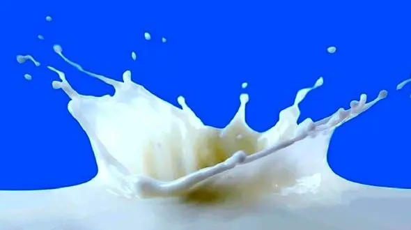 تغذیه نسل آینده از شیر سوسک!