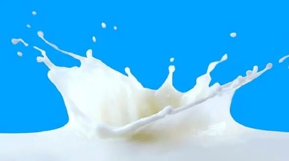 تغذیه نسل آینده از شیر سوسک!