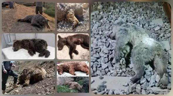 تلف شدن 16 خرس قهوه ای از اول سال تاکنون ! / نگذارید این خرس هم در لیست انقراض قرار بگیرد