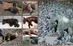تلف شدن 16 خرس قهوه ای از اول سال تاکنون ! / نگذارید این خرس هم در لیست انقراض قرار بگیرد