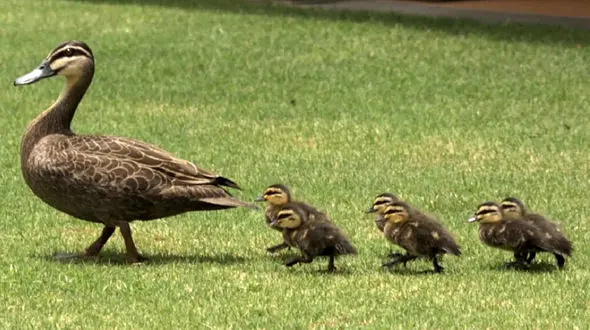 ببینید / اردکی که شبیه به پنگوئن را می رود! + فیلم