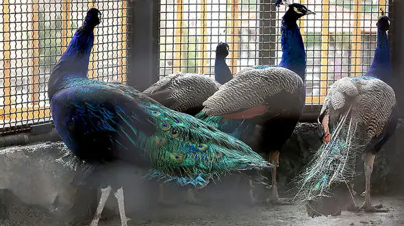 باغ پرندگان قم را بیشتر بشناسید + عکس