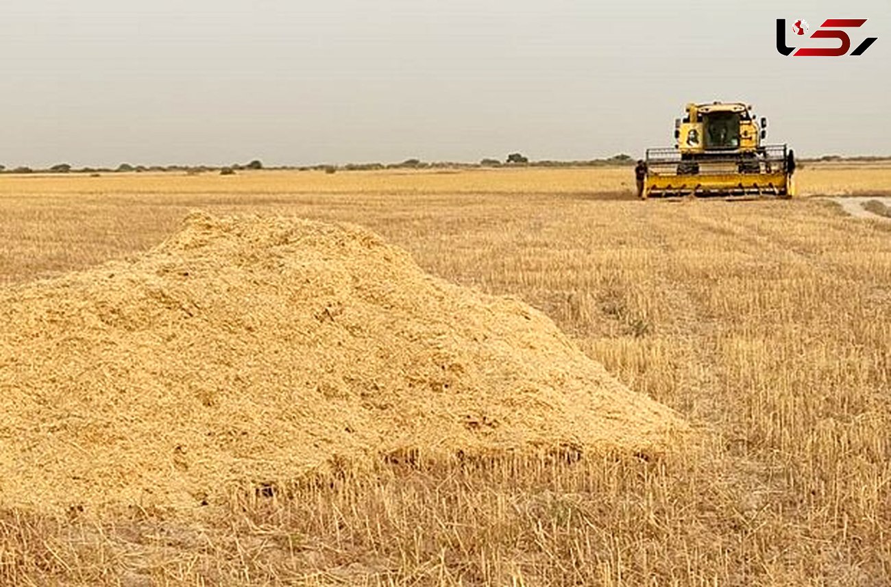 تولید گندم در استان مرکزی کاهش یافت
