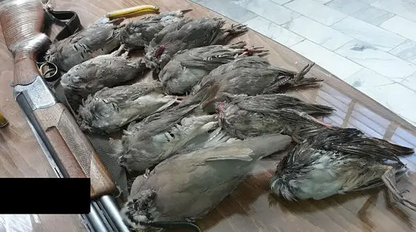 کشف گوشت شکار حیوانات حرام گوشت در سیاهکل