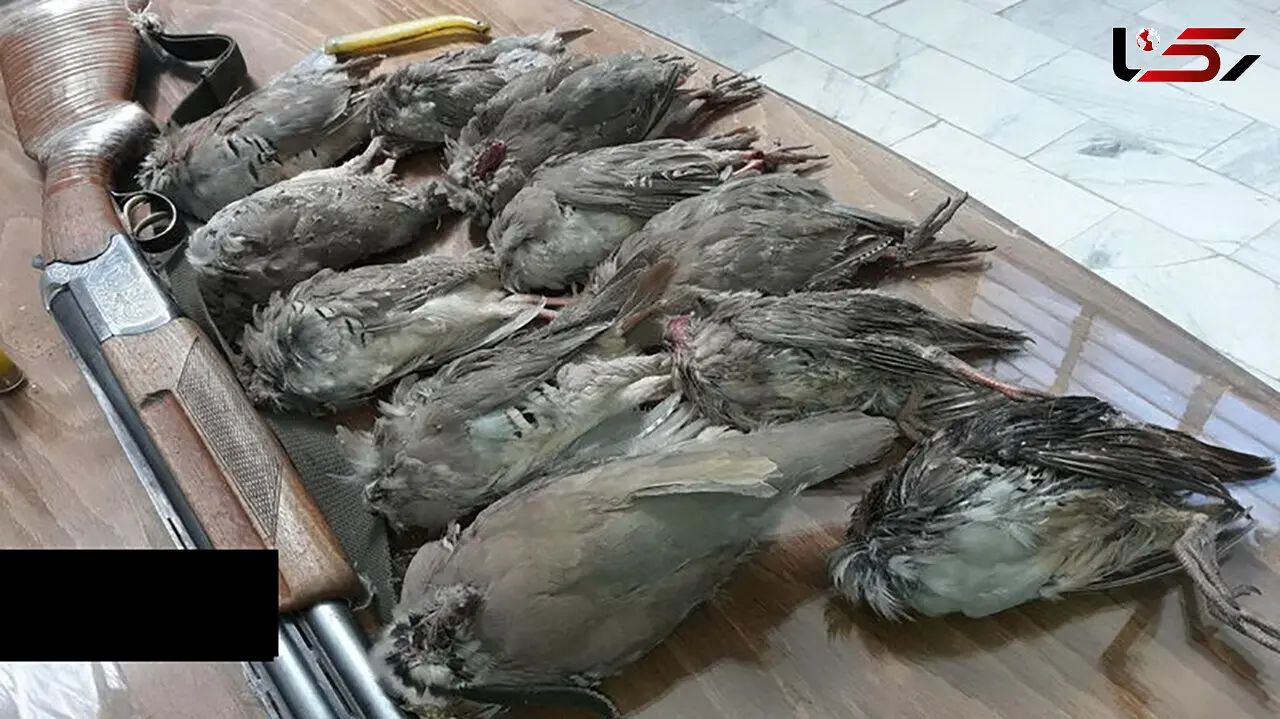 کشف گوشت شکار حیوانات حرام گوشت در سیاهکل