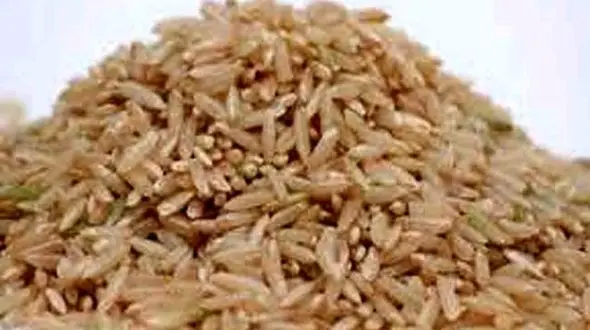 6 خاصیت مهم برنج قهوه‌ای + اینفوگرافی