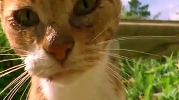 اعتیاد گربه ها به علف گربه+فیلم