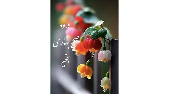 فال روزانه شخصی / 11 خرداد ماه + فیلم