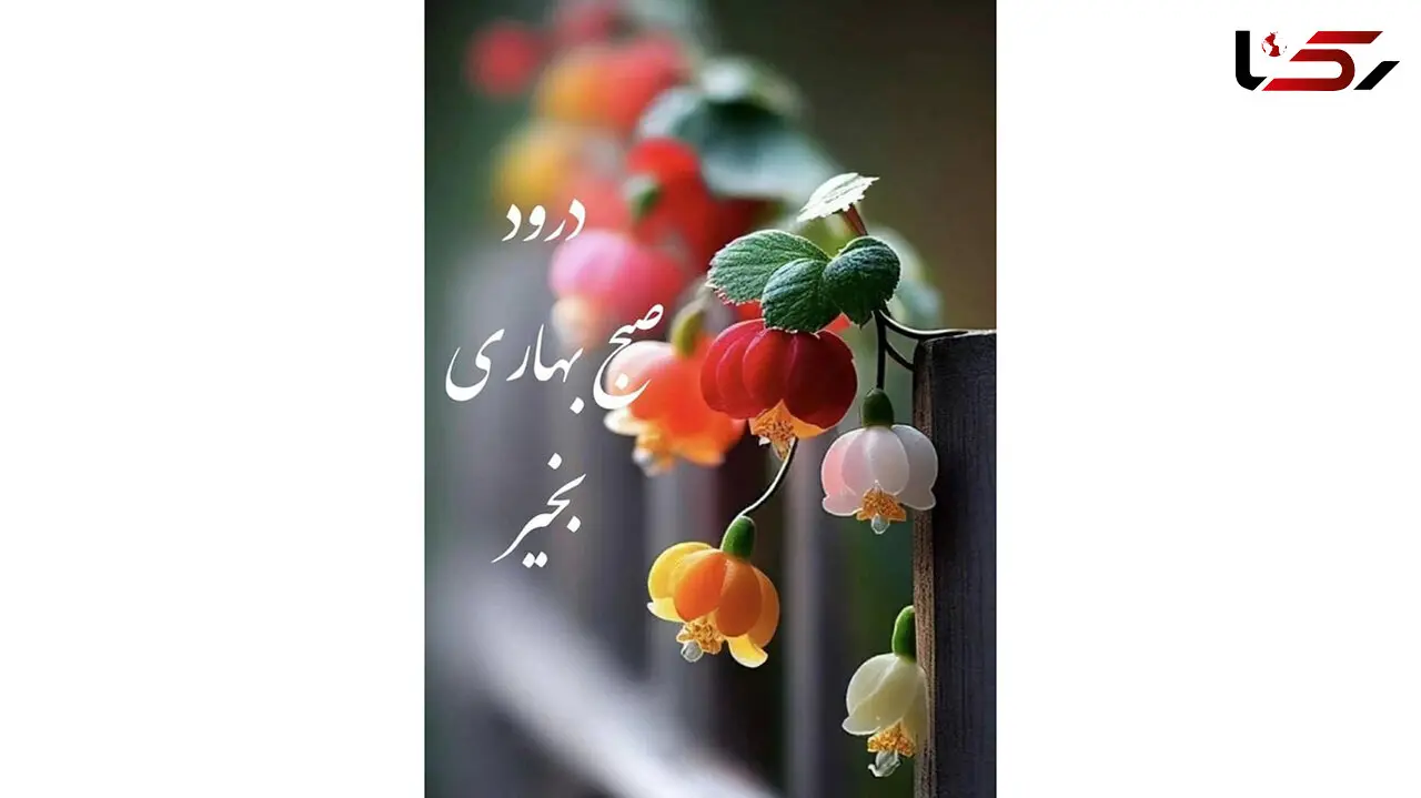 فال روزانه شخصی / 11 خرداد ماه + فیلم