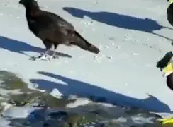 فیلم نجات پنگوئن توسط اردک ها از محاصره پرندگان شکارچی