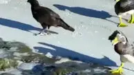 فیلم نجات پنگوئن توسط اردک ها از محاصره پرندگان شکارچی