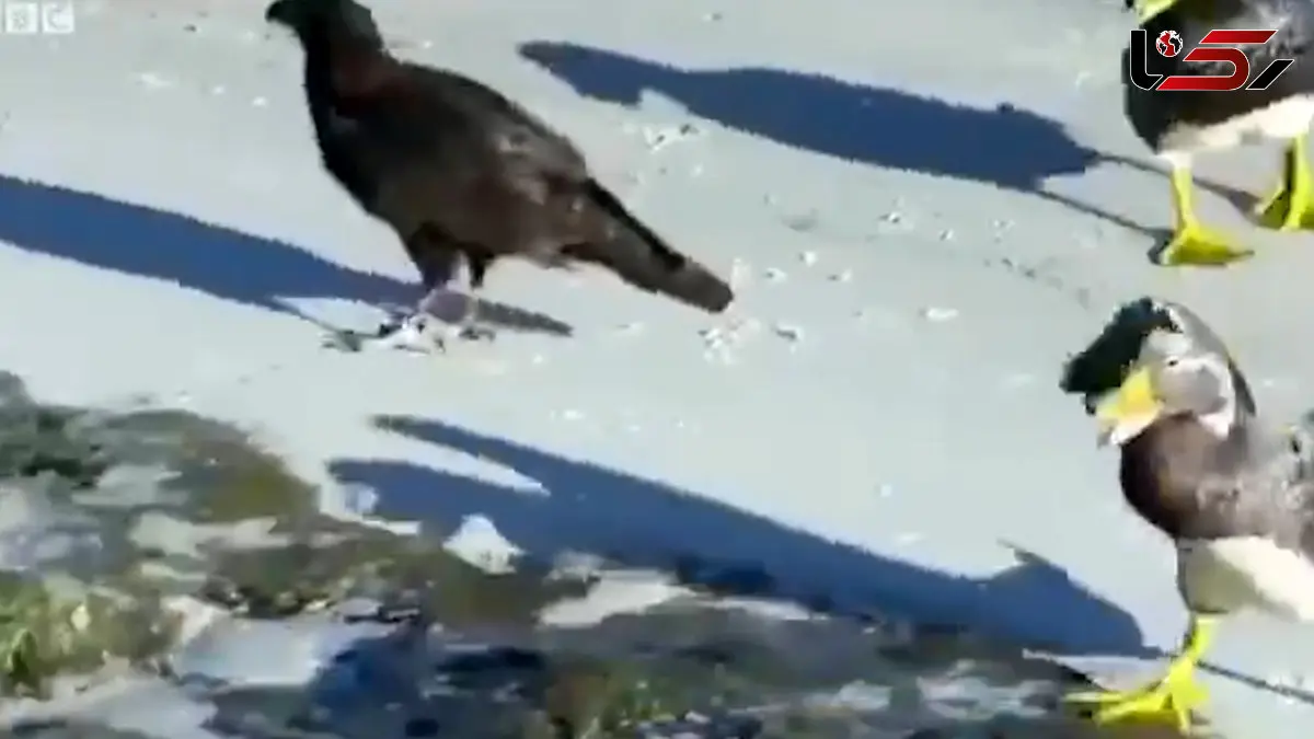 فیلم نجات پنگوئن توسط اردک ها از محاصره پرندگان شکارچی