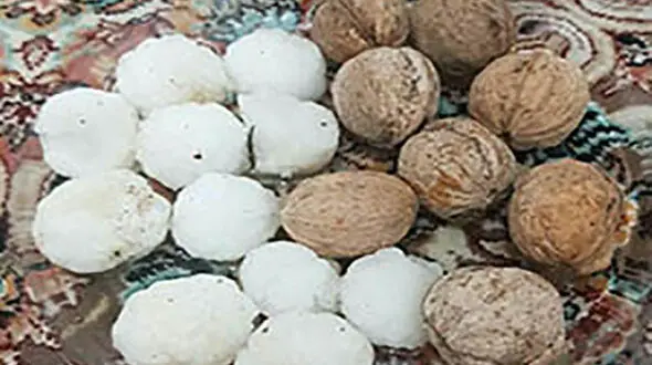خسارت بارش شدید تگرگ به باغ های سردشت + عکس