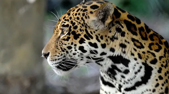 جگوار؛ شکارچی بی‌رقیب سرزمین‌های وحشی + فیلم