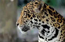 جگوار؛ شکارچی بی‌رقیب سرزمین‌های وحشی + فیلم