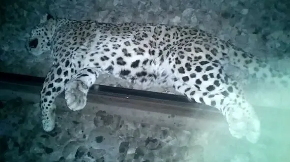 قطار یک پلنگ را در فیروزکوه کشت! + عکس