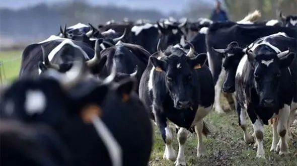 حتما ببینید /  گاوها جاده تهران شمال را بستند !  + فیلم حیرت آور و ترافیک سنگین در مرزن آباد