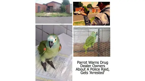 دستگیری یک طوطی بخاطر همدستی با دزدان! + جزییات باورنکردنی