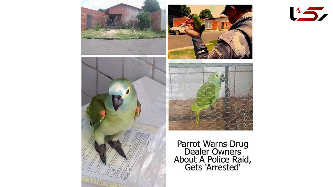 دستگیری یک طوطی بخاطر همدستی با دزدان! + جزییات باورنکردنی