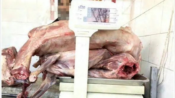 قصاب مشهدی سگ ها را سلاخی می کرد! / گوشت سگ با قیمت 36 هزارتومان + عکس وحشتناک
