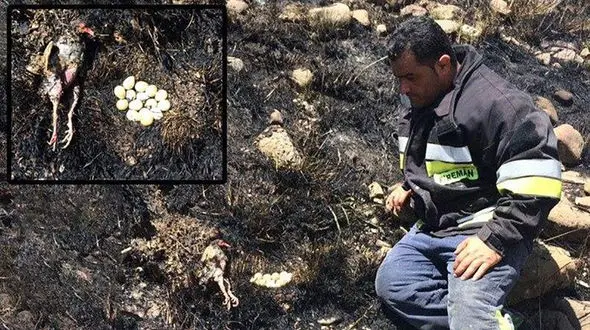 مرگ فداکارانه پرنده مادر در آتش سوزی لواسان + عکس تلخ