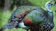 طاووس های زیبا در دل طبیعت