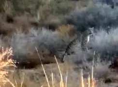 فیلم مشاهده پلنگ در فیروزکوه