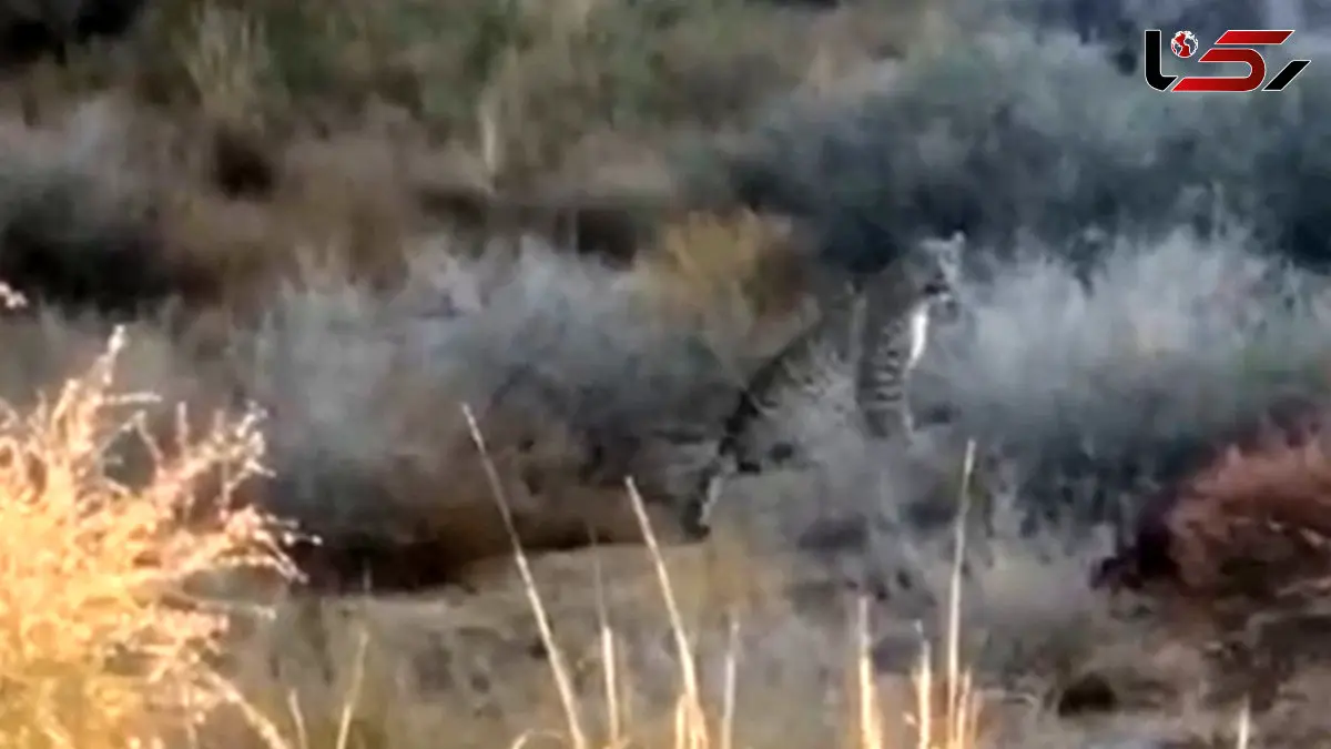 فیلم مشاهده پلنگ در فیروزکوه