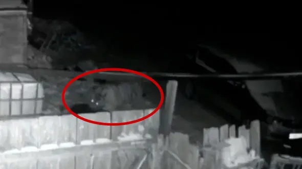 فیلم حمله ببر به یک خانه مسکونی ! / سگ نگون بخت را شکار کرد !