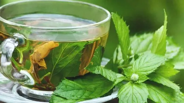 رفع سکسکه با پونه کوهی
