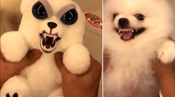 شوخی جالب با عروسک و سگ پامرانین + فیلم