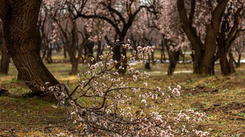 شکوفه های یخی در چهارمحال و بختیاری 