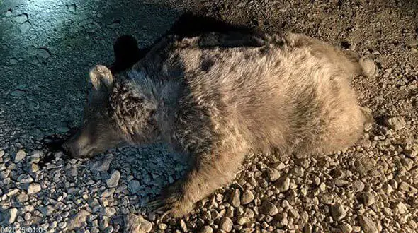 مرگ خرس قهوه‌ای بر اثر تصادف با یک وانت در استان فارس 