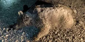 مرگ خرس قهوهای بر اثر تصادف با یک وانت در استان فارس